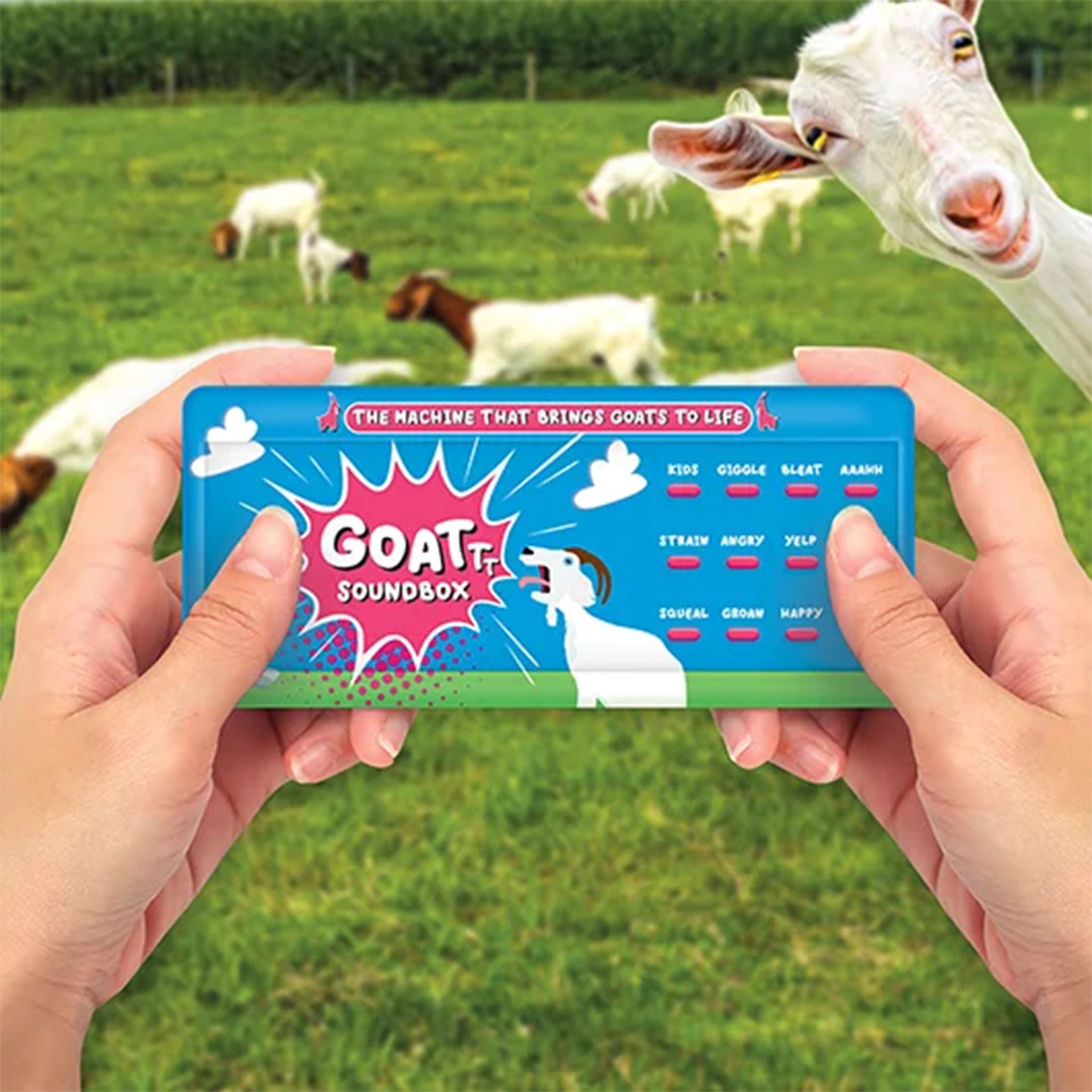 Goat Sound Box - Denny's