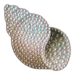 Seashell 2inch - Denny's